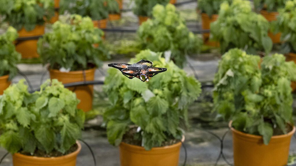Drones vs hungry moths Dutch use hi-tech to protect crops