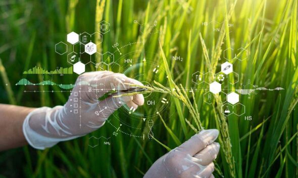 Is Biotechnology good or bad for agricutlture