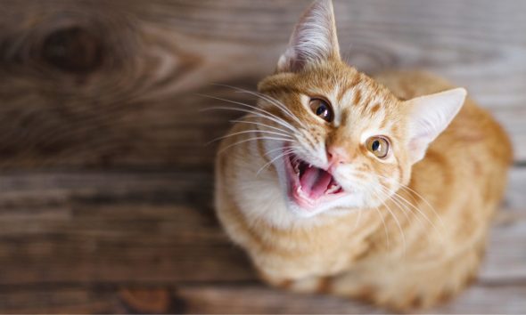 Tably: How to understand your cat's mood better