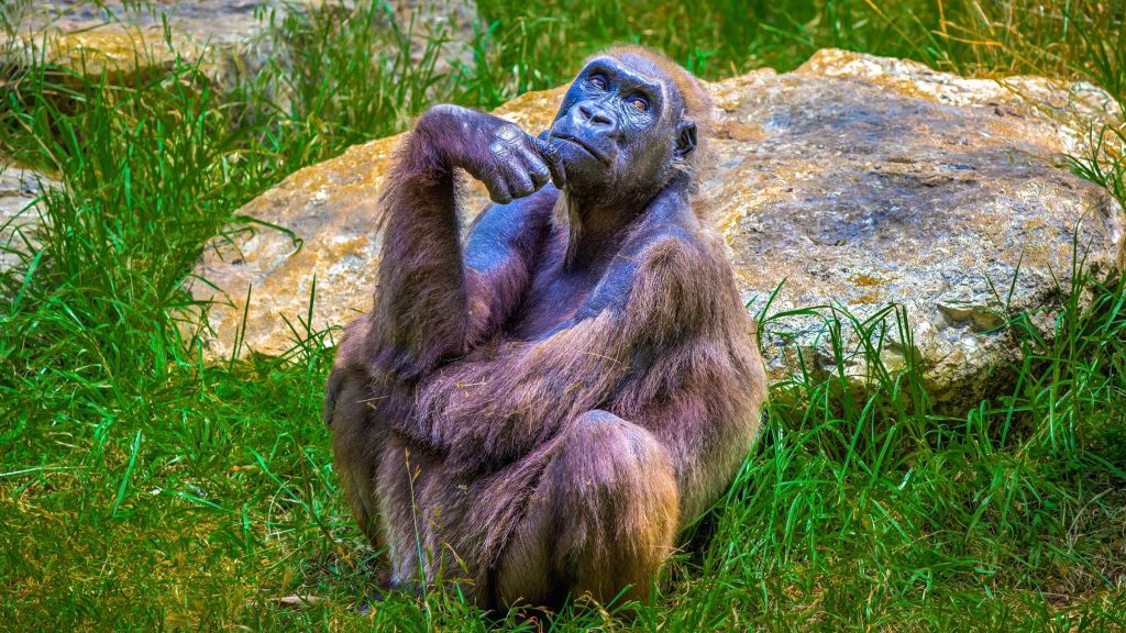 Recent research has shown that apes have ape social memory and long-term recognition. Its observed by ability to identify long-lost friends.