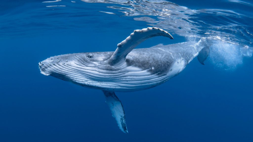 The noteworthy conversation in the original whale dialect may pave the way for forthcoming whale-human communication.