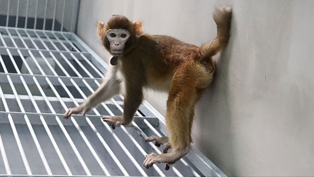 Scientists in China have successfully had a cloning breakthrough. The rhesus monkey, named ReTro was the one to be clones.