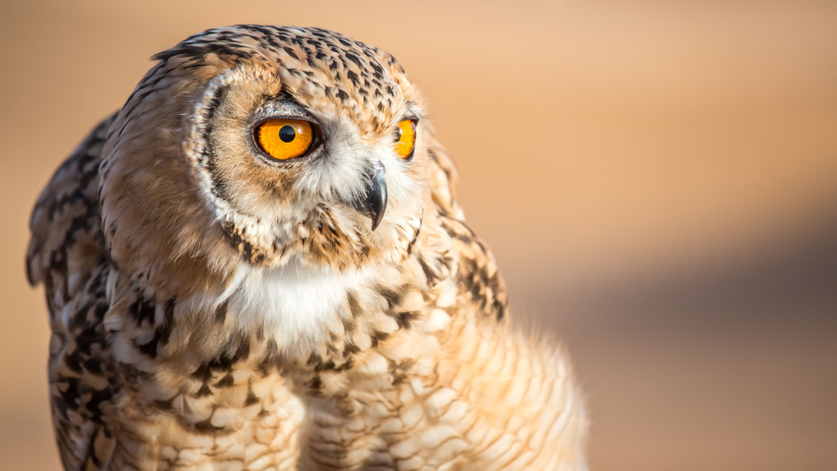 Technology's Sonic Waves Save Endangered Species, Fight Climate Change