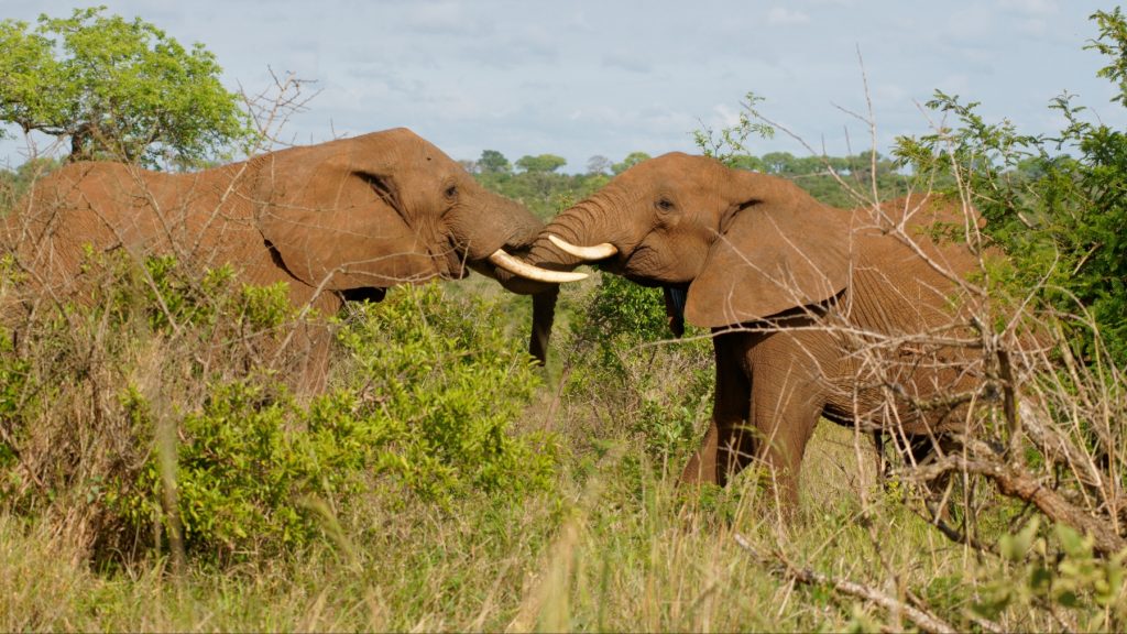 A new study published in Nature Ecology and Evolution revealed that elephants communication may have unique names with each other. 