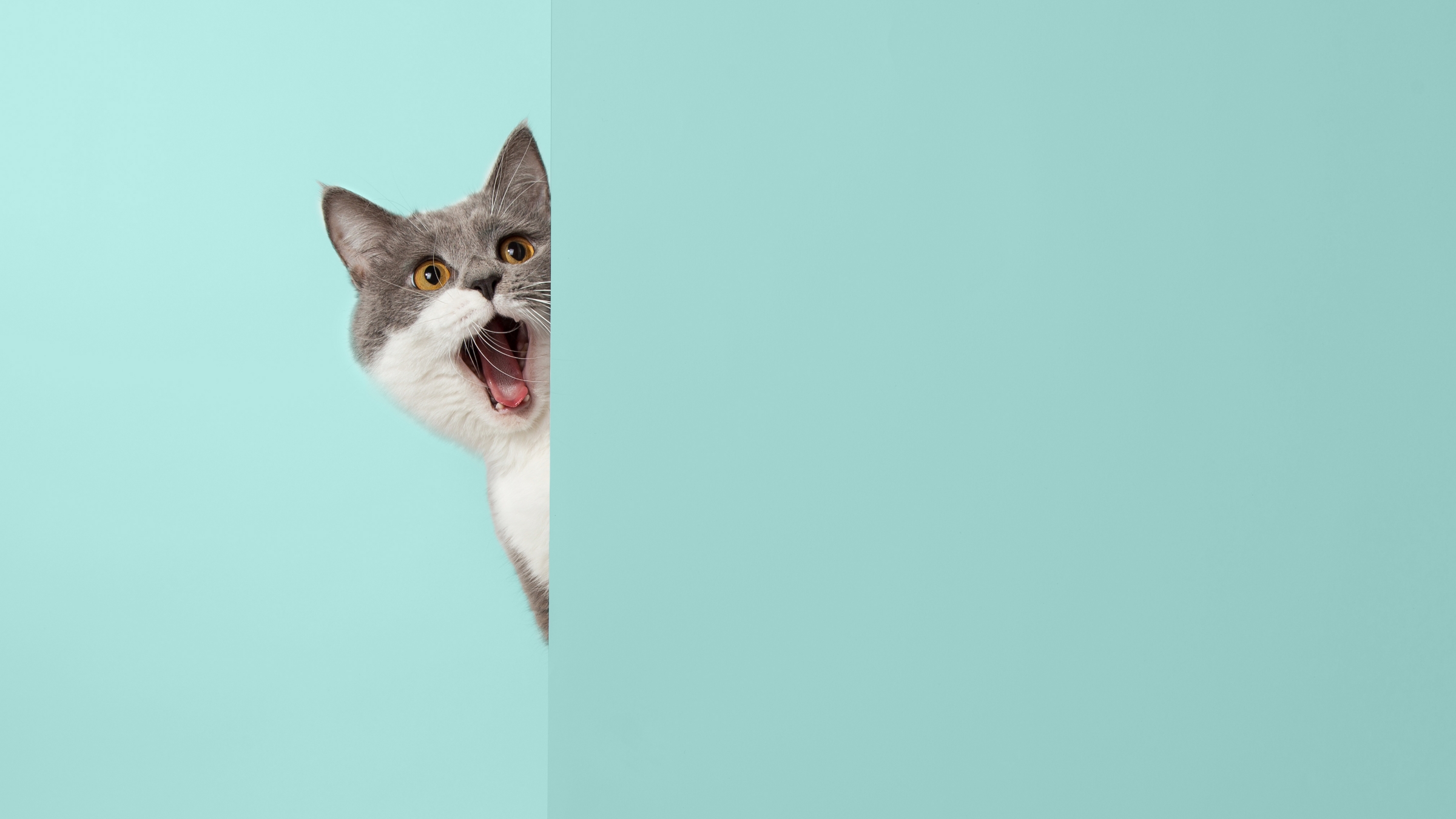 Can cats understand human language? Baidu licenses an AI system to interpret animal noises, including cats' meows, into human speech.