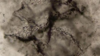 Advanced AI in life sciences tools led scientists to discover traces of ancient life in 3.3 billion year old rocks.